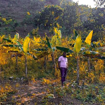 banana grove