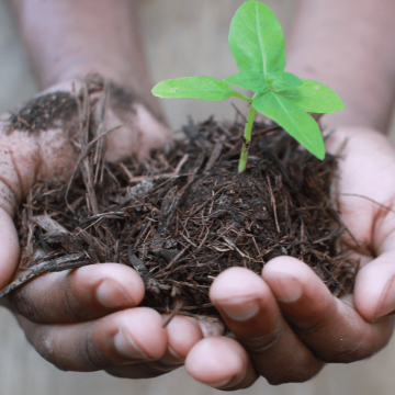 SOIL compost & seedling