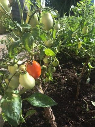 Crops grown with SOIL's Konpòs Lakay