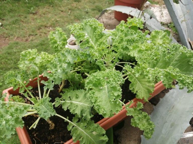                       Kale from Djimitri’s garden grown with SOIL’s Konpòs Lakay