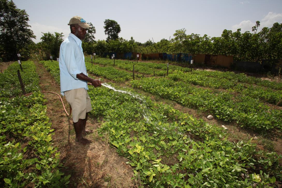 Compost + agriculture