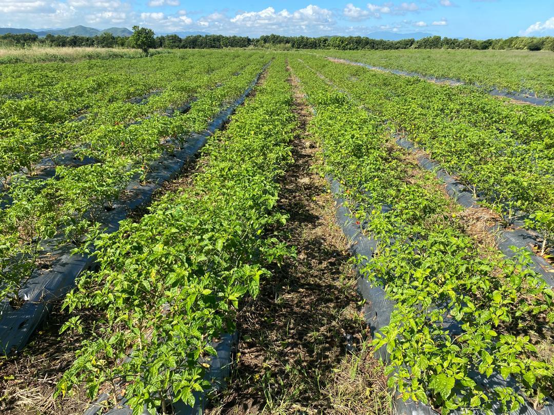 Anderson's pepper field 