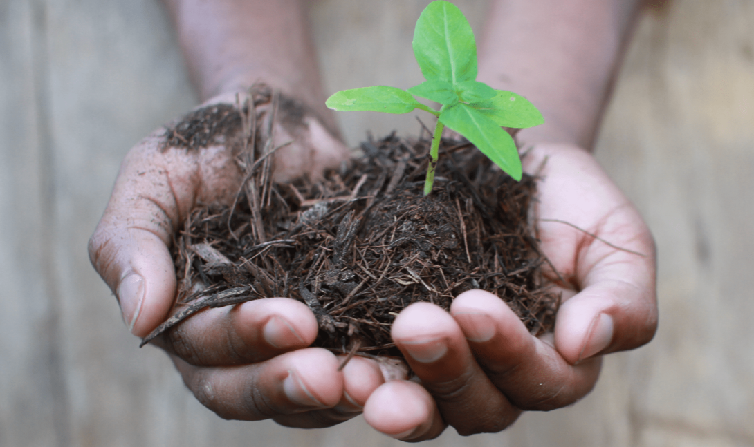 SOIL compost & seedling