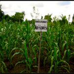 Potassium works on plants’ cellular level to regulate the movement of water and nutrients, and is related to flowering and fruiting. 